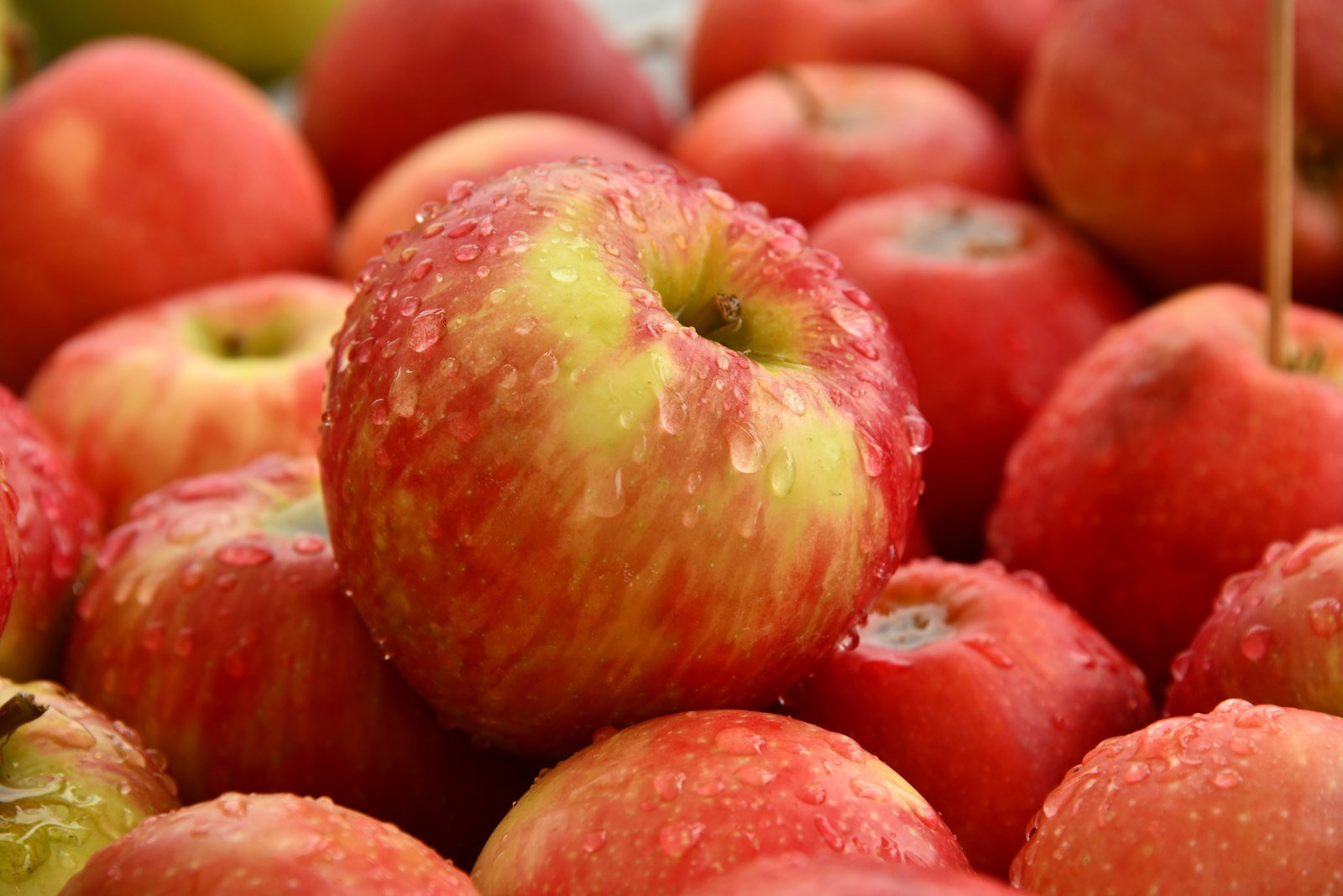 Fresh apples prepared for export
